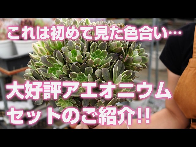 多肉植物】大好評!!アエオニウムセットのご紹介!!お見逃しなく