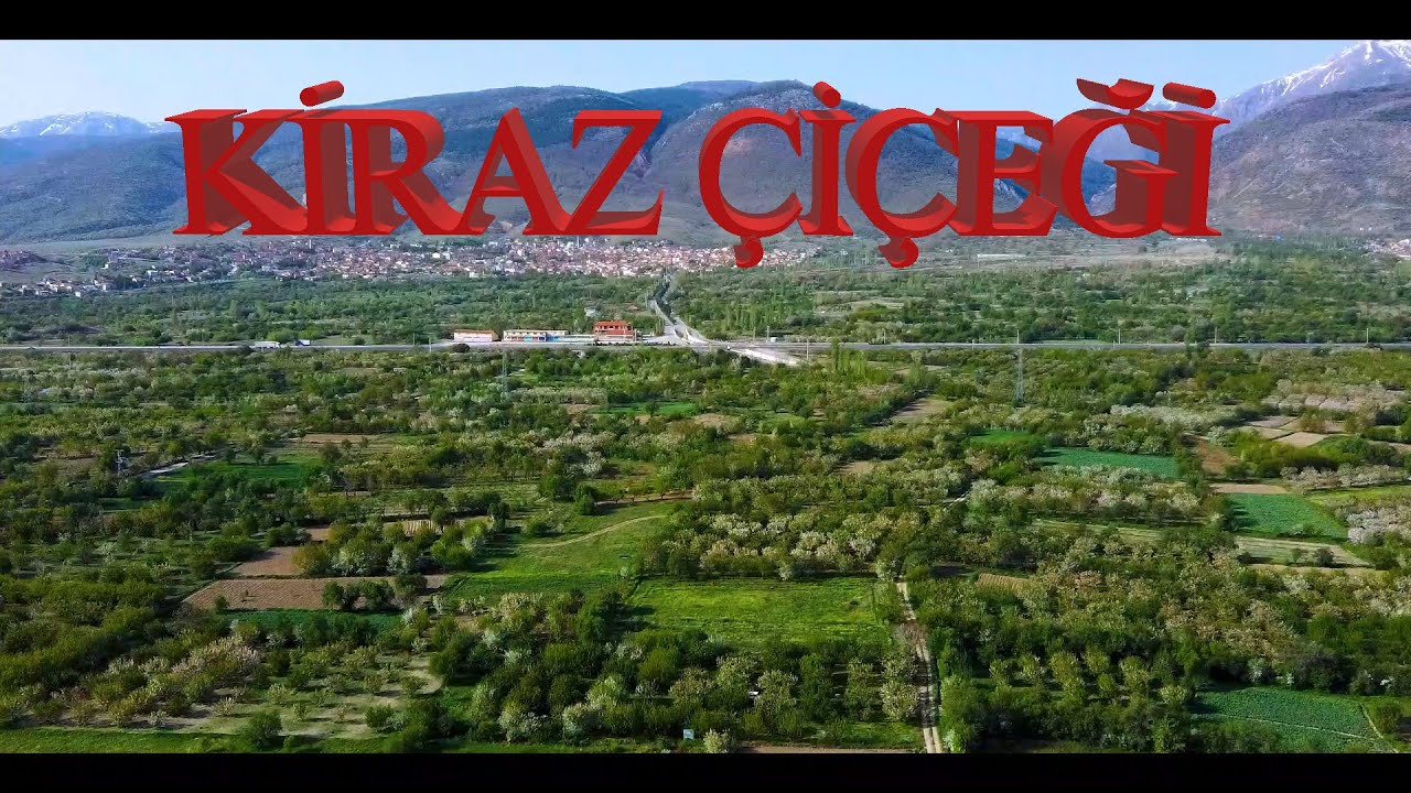 KİRAZ ÇİÇEKLERİ [YAKASENEK OVASI]