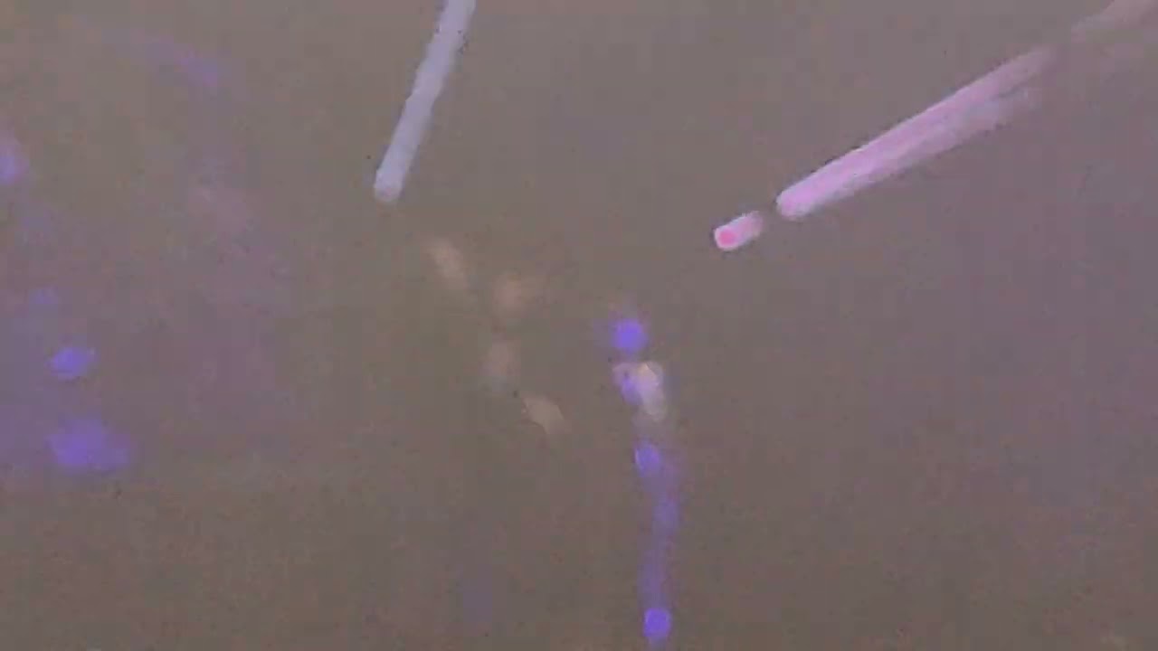 Korn - Falling Away From Me Live in London 