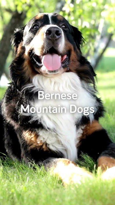 5-family-friendly-large-dog-breeds-youtube