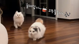 고양이 일상 브이로그ㅣ하루종일 술래잡기 놀이ㅣ꾹꾹이로 시작하는 고양이 아침 일상ㅣcat life vlog by 라라의 하루 Lala's Haru 1,624 views 1 year ago 6 minutes, 2 seconds