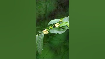 Subscribe to this channel for more nature