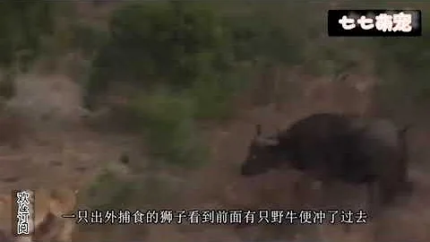 母蛇頭魚被釣起，魚寶寶合力救母，釣魚者被感動決定將魚放生 - 天天要聞
