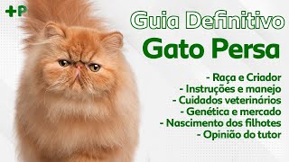 GUIA DE RAÇAS COMPLETO SOBRE OS GATOS PERSA, HIMALAIA E EXÓTICO! | CANAL MAIS PET