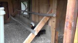 Sn1/Ep13 Pearl White Leghorn Chickens (7-15-2012)