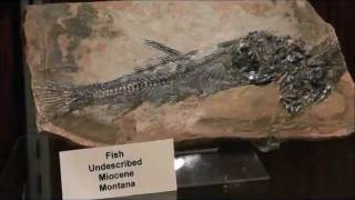 Fossil Fish, Great Plains Dinosaur Museum, Malta, Montana, USA