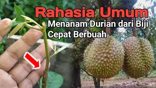 Rahasia Umum, Menanam Durian dari Biji cepat Berbuah, Ide Kreatif Petani Milenial