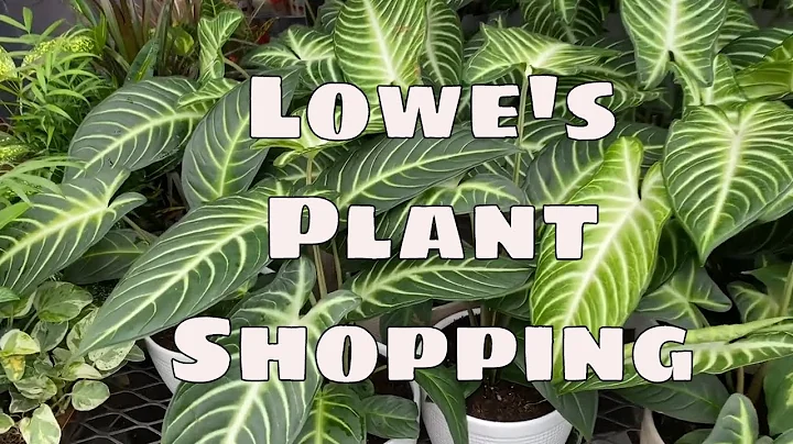Lowes House Plant Shopping Costa Farms Galore Hard to Find Indoor Plants to Grow At Home - DayDayNews