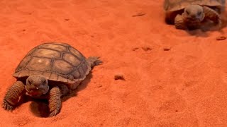 'Really sensitive and incredibly cute:' See Red Cliffs discovery center's tiniest tortoises