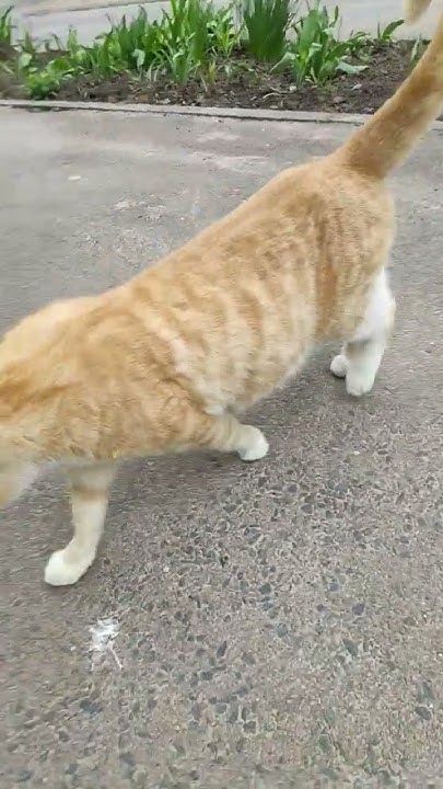 Рижий котик🐈 - YouTube