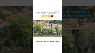 Monkey Funeral?