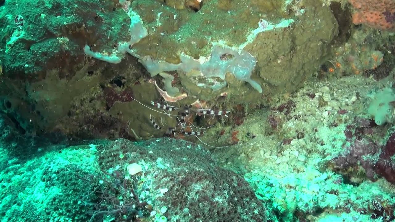 Flores & Raja Ampat mit der SY Indo Siren