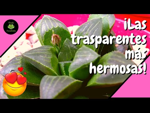 Video: Cuidado de Haworthia: consejos para cultivar plantas de hoja ventana de Haworthia