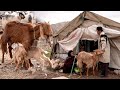 Milking goats by nomadic men and women - nomadic life in Iran