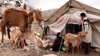 Milking goats by nomadic men and women - nomadic life in Iran