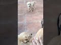 Honey &amp; Melo#dog #ytshorts #kalf