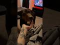 Salem Bringing Me My Nausea Meds On A Bad Day Dobermanmix Mutt Tasktrained Dogtraining Salem Bringing Me My Nausea Meds On A Bad Day Dobermanmix Mutt Tasktrained Dogtraining