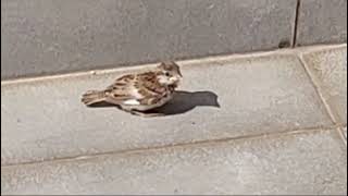 first day of sparrow baby outside the nest fed by mother