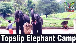 KANNIMARA TEAK PARAMBIKULAM | 470 வருடங்கள் வயதான கன்னிமாரா தேக்கு மரம் | Topslip Elephant Camp