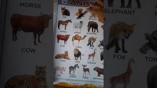 Animals Chart