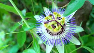 Saat Çiçeği Ve Ali Soysal Video Atilla Özdemir