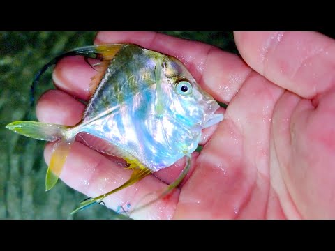 Video Bắt được ốc móng tay, tôm tích vàng, bạch tuộc, gặp cá... - youtube