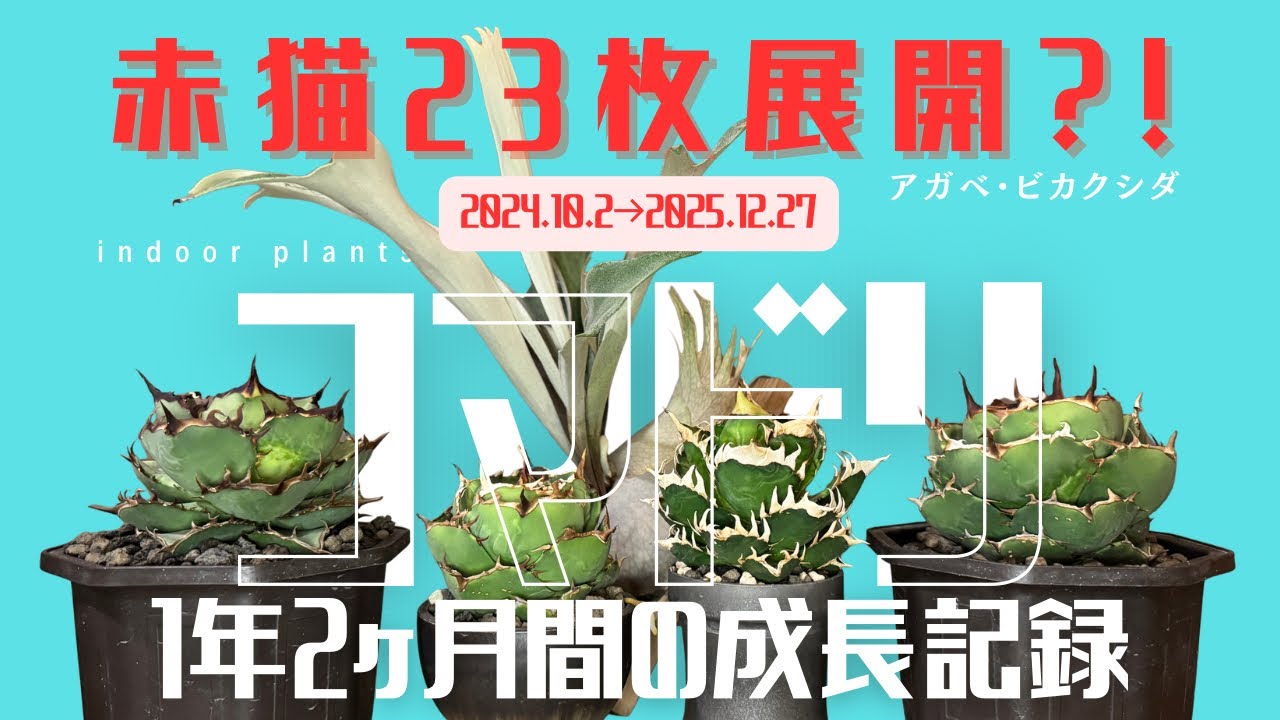 アガベ4株＋ビカクシダ1株｜室内管理1年2ヶ月のコマドリ成長記録