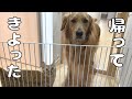 急に飼い主が帰って来た時の愛犬と愛猫の反応ｗ