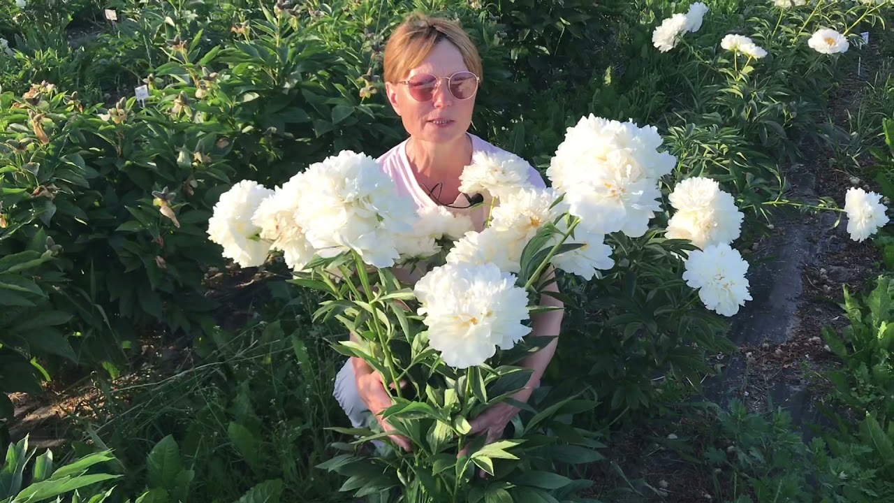 Пулков сад. Пионы Пулков сад. Пулков сад пионы видео.
