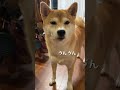 まゆげ光ってて気になる #shibainu #dog #柴犬 #いぬ #チューデント #うん