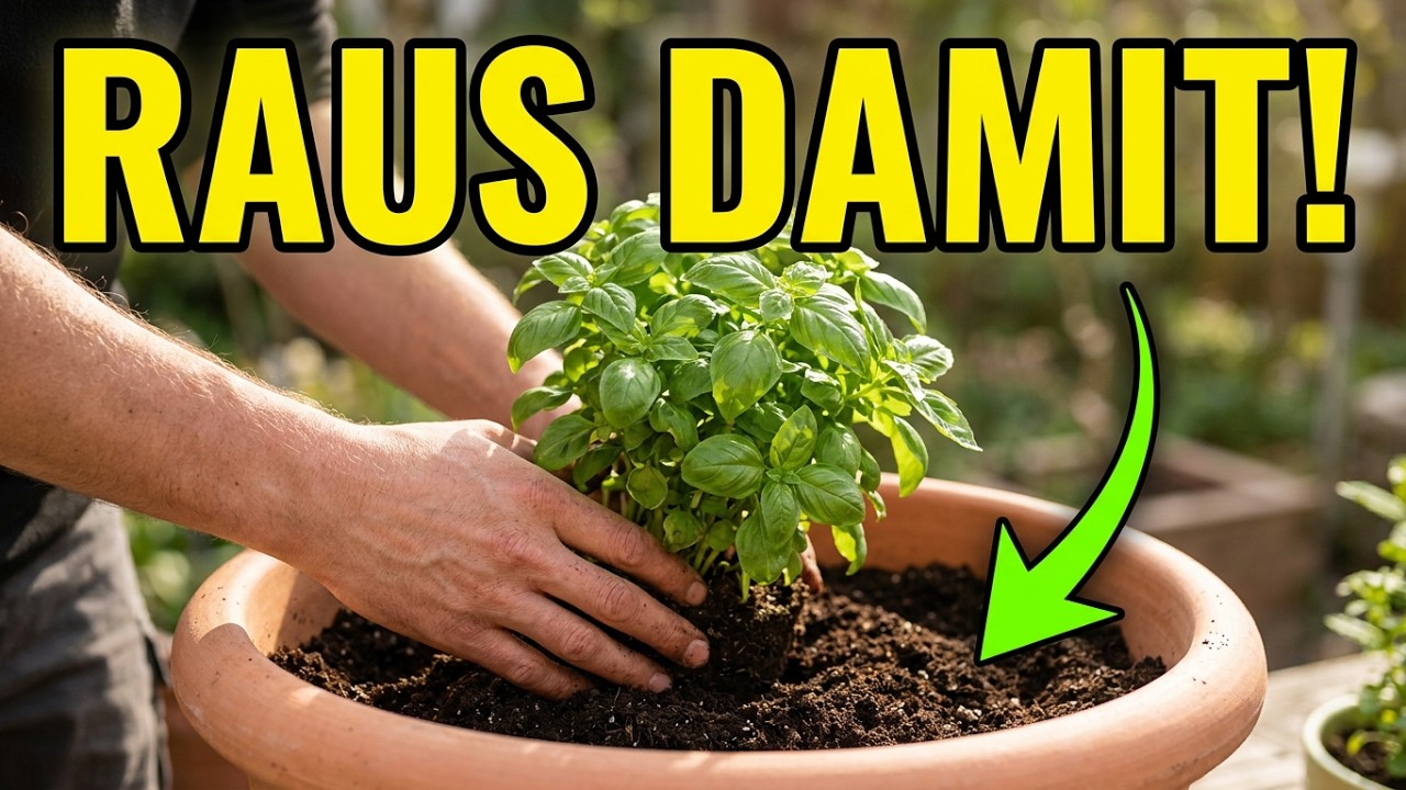 Basilikum geht immer ein? Licht, Gießen und Topf richtig prüfen