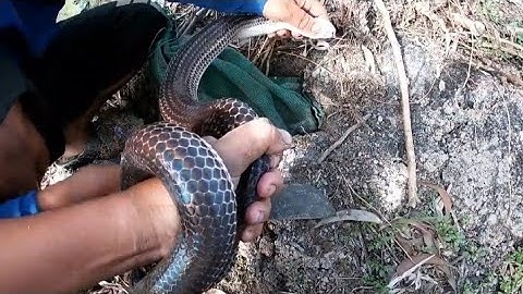 Hàng khủng thả câu rắn hổ hành dính được rắn cụ lâu năm