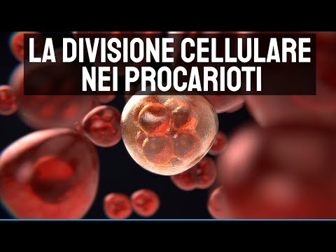 Video: Quale processo di divisione cellulare negli eucarioti è più simile alla divisione cellulare nei procarioti?