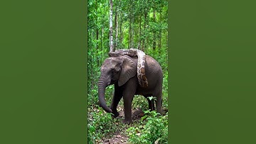 Giant python is wrapping itself around an elephant#Elephant  #GiantPython#Wildlife #shortvideo#Snake