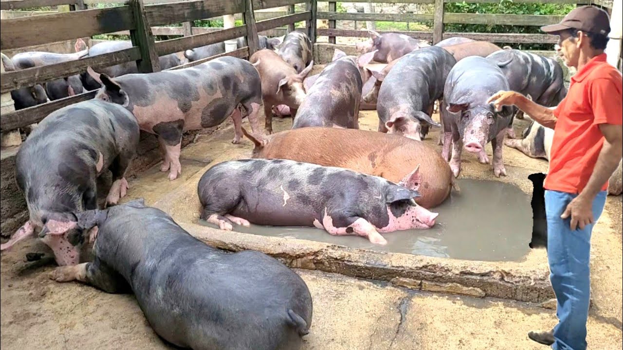 Criador começou 04 porco ficou rico em 7 anos, hj tem mais 400 animais 