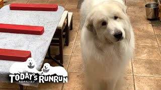 ひとりだと少しつまらなそうなアランです　Great Pyrenees　グレートピレニーズ