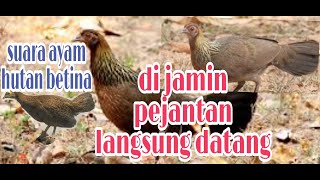 SUARA AYAM HUTAN BETINA| PEMANGGIL JANTAN