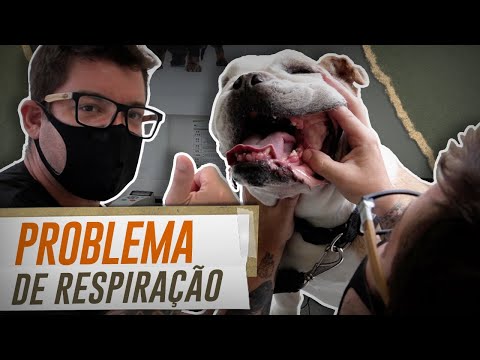 Video: Hvordan stoppe en hund fra å peke når det er opphisset