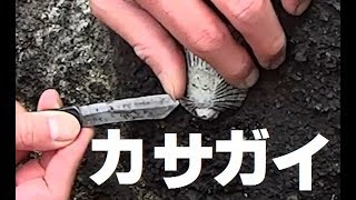 カサガイ(笠貝)のバター焼き