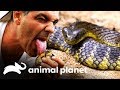 5 animais venenosos encontrados na Austrália | Perdido na Austrália | Animal Planet Brasil