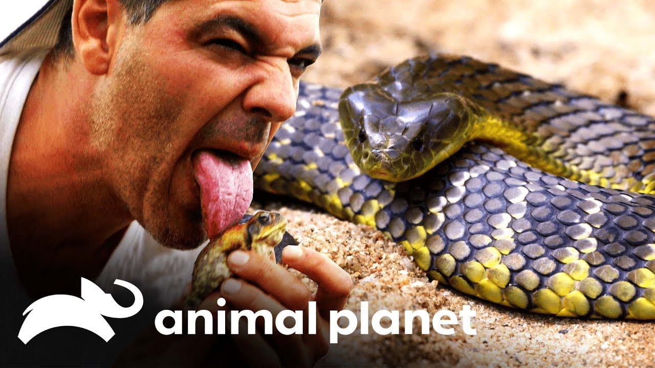 5 animais venenosos encontrados na Austrália | Perdido na Austrália | Animal Planet Brasil