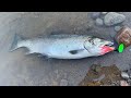 Bank Fishing For BRIGHT Coho Salmon W/ Angling Addict Fishing Co Spinners, Lures