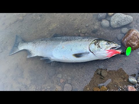 COHO SALMON SPINNING SETUP! My Salmon Spincasting Setup Update