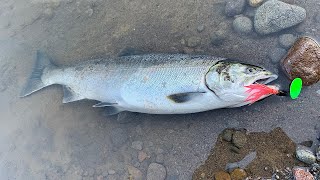 Sandy River Coho Fishing | Angling Addict Fishing Co Coho Spinners Are On Fire!!