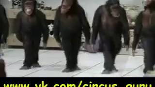 https://vk.com/circus_guru by Международное сообщество артистов цирка 1,254 views 5 years ago 3 seconds