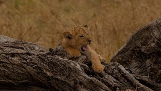 20 อันดับลูกสิงโตที่น่ารักที่สุดในโลก (11-9) [African Safari Plus⁺] 186