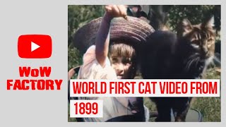 World' first cat video from 1899 | Shot by Louis Lumiere. 🐱😍