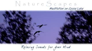 🎧 BIRD SONGS ON A QUIET POND - Relaxing Bird &amp; Geese Sounds to Sleep, Study &amp; Meditate