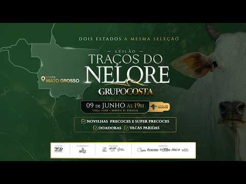 LOTE 04   GCGF 497
