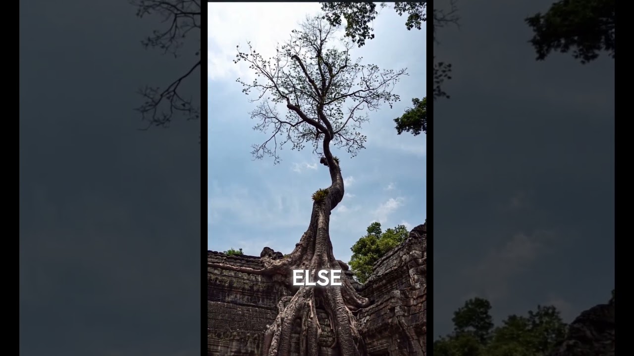 🌿 Explore the Magic of Ta Prohm Temple | Tomb Raider’s Real-Life Set!